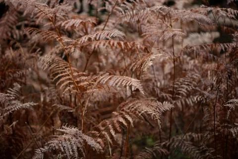 Dead brown leafs macro background high quality prints winter season fifty meg Fotos de archivo