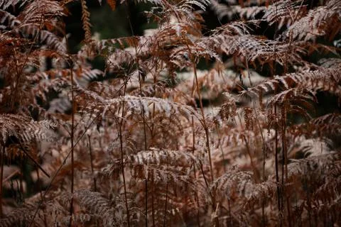 Dead brown leafs macro background high quality prints winter season fifty meg Fotos de archivo