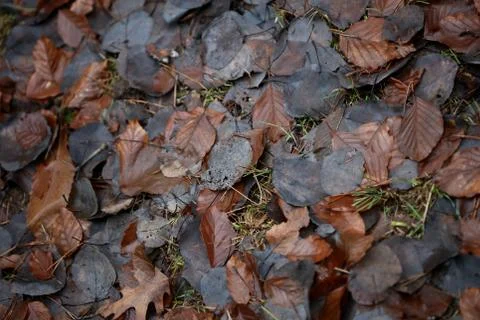 Dead brown leafs macro background high quality prints winter season fifty meg Fotos de archivo