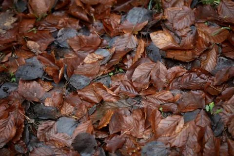 Dead brown leafs macro background high quality prints winter season fifty meg Stock Photos