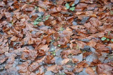Dead brown leafs macro background high quality prints winter season fifty meg Stock Photos