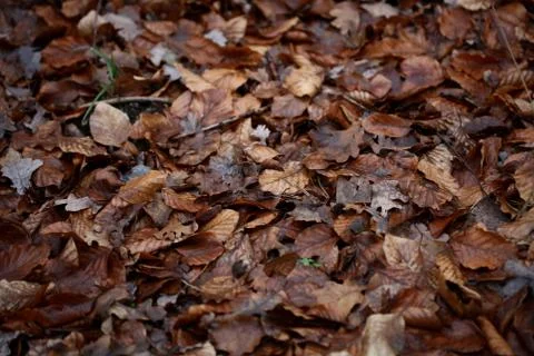 Dead brown leafs macro background high quality prints winter season fifty meg Fotos de archivo