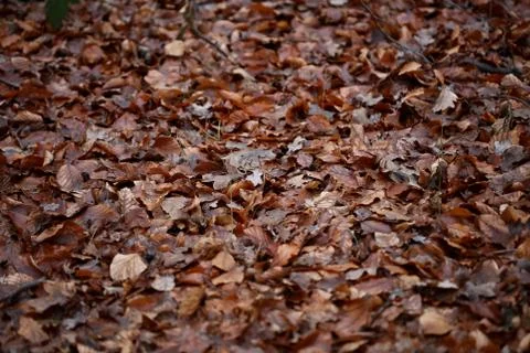 Dead brown leafs macro background high quality prints winter season fifty meg Fotos de archivo