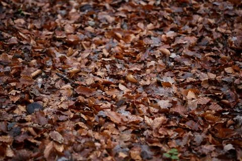 Dead brown leafs macro background high quality prints winter season fifty meg Fotos de archivo