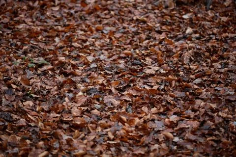 Dead brown leafs macro background high quality prints winter season fifty meg Fotos de archivo
