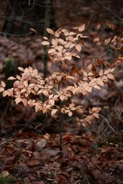 Dead brown leafs macro background high quality prints winter season fifty meg Fotos de archivo