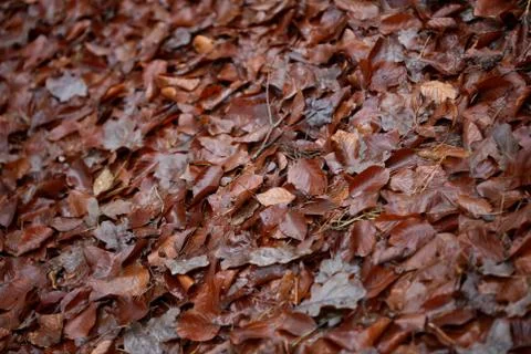 Dead brown leafs macro background high quality prints winter season fifty meg Fotos de archivo