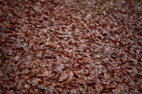 Dead brown leafs macro background high quality prints winter season fifty meg Fotos de archivo