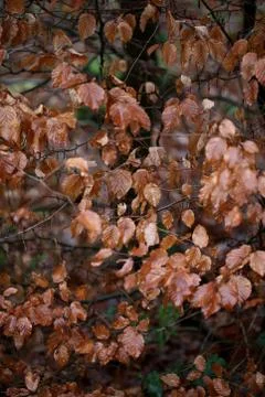 Dead brown leafs macro background high quality prints winter season fifty meg Fotos de archivo