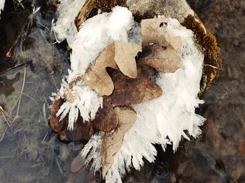 Dead Brown Leaves on Ice Stock Footage 73547354