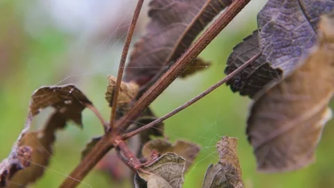 Dead brown leaves on a tree and spider webs in the Fall Stock Footage 142968540