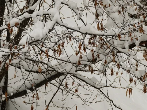 Dead Brown Leaves in Winter Snow Stock Footage 73547342
