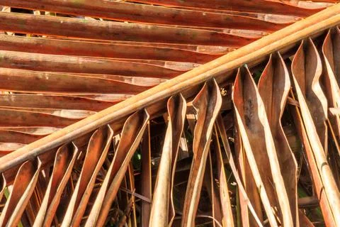 Dead, brown palm tree leaf Foto stock