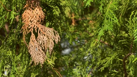 Dead brown pine on green pine rule of thirds Stock Footage 119079443