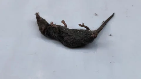Dead brown rat carcass Stock Footage 336494038