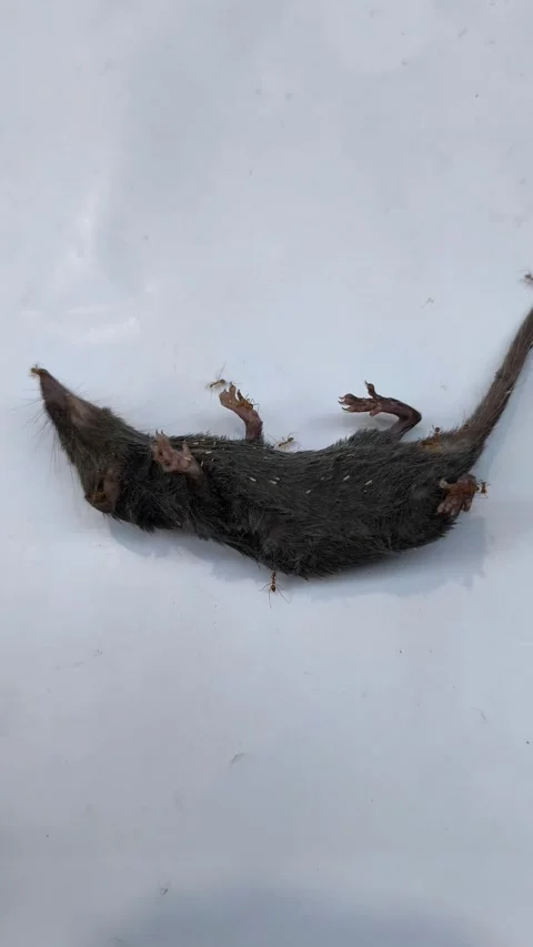 Dead brown rat carcass Video stock 336494041
