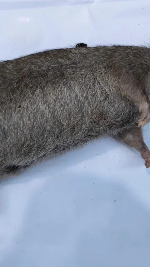 Dead brown rat carcass Video stock 336494062