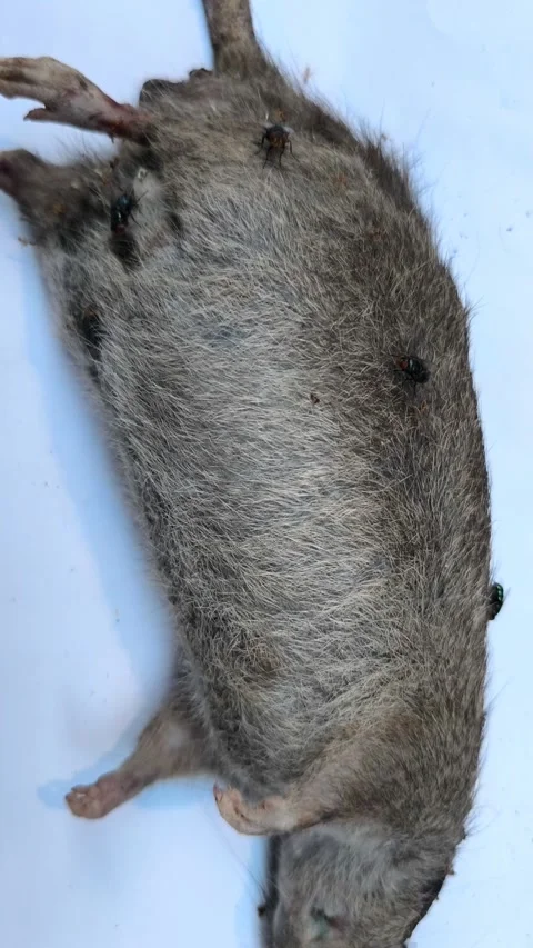 Dead brown rat carcass Video stock 336494068