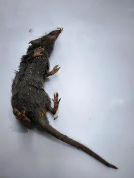 Dead brown rat carcass Stock Photos