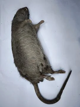 Dead brown rat carcass Stock Photos