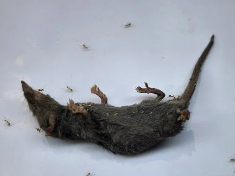 Dead brown rat carcass Stock Photos