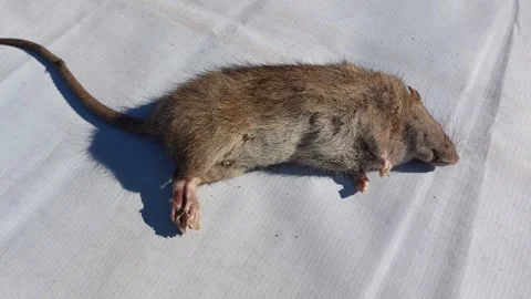 A dead brown rat or Rattus Norvegicus with a white background Stock Footage 339665727