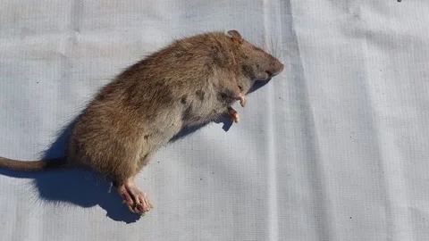 A dead brown rat or Rattus Norvegicus with a white background Stock Footage 339665729