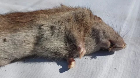A dead brown rat or Rattus Norvegicus with a white background Stock Footage 339665766