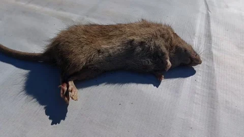A dead brown rat or Rattus Norvegicus with a white background Stock Footage 339665897