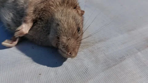 A dead brown rat or Rattus Norvegicus with a white background Stock Footage 339665945