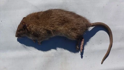 A dead brown rat or Rattus Norvegicus with a white background Stock Footage 339666120