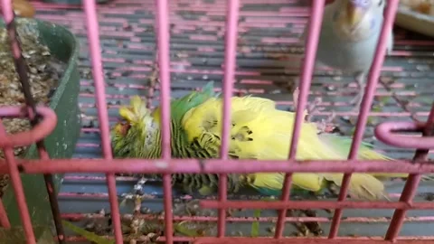 Dead Budgerigar Parrot In Cage Video stock 220787513