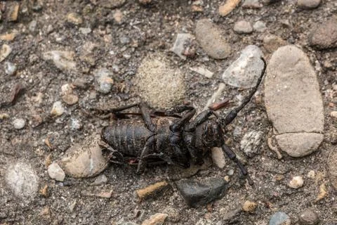 Dead bug on the cold stony ground Stockfoto's