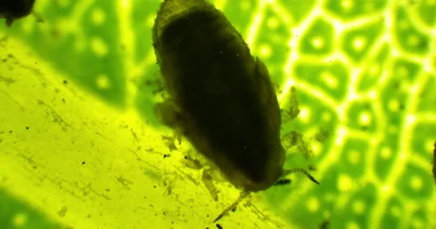 Dead bug on the green leaf with bacteria. Microscopic view of leaf disease  Stock Footage 189648538