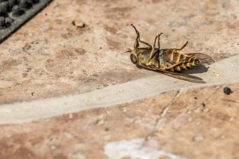 Dead bug Stock Photos