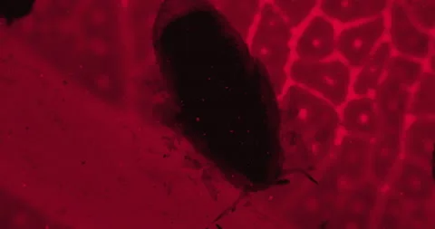 Dead bug under a microscope on the red leaf with bacteria. Infected tree leaf Vídeos de archivo 189647077