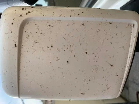 Dead Bugs on a Car Side Mirror white color. Stock Photos