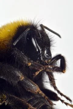 Dead bumble bee Foto stock