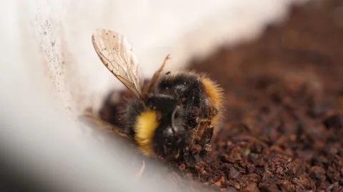 Dead bumblebee laying in dirt due to air and soil pollution. Stock Footage 151845905