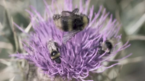 A dead bumblebee on a thistle flower Stock Footage 145608332