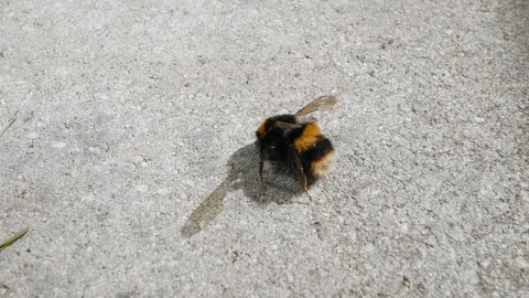 Dead bumblebee. Two shots. Stock Footage 88356190