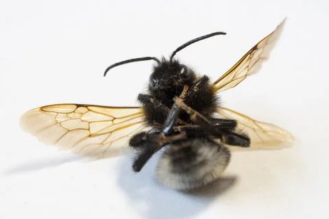 Dead bumblebee on white background I Stock Photos