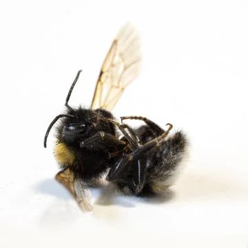 Dead bumblebee on white background II Stock Photos