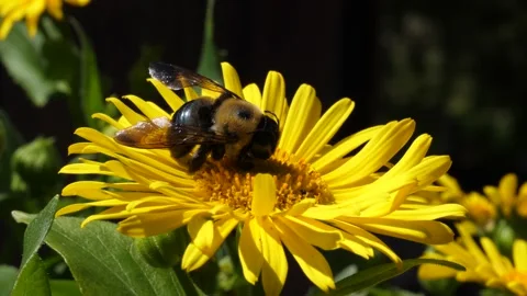 Dead Bumblebee on Yellow Leopard's Bane Daisy Flower - Close Up Ontario Stock Footage 132120661