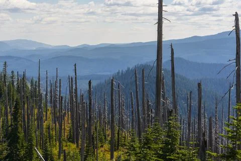 Dead Burned Tree Standing Among New Seedlings Stock Photos