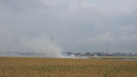 Dead burnt rice tree Stock Footage 302397541