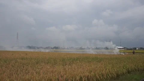 Dead burnt rice tree Stock Footage 302397876