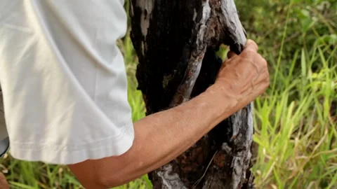 Dead Burnt Tree Stock Footage 147743057