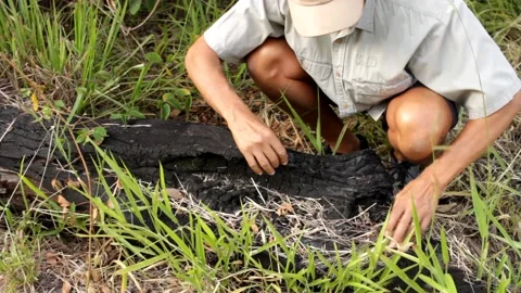 Dead Burnt Tree Vídeo Stock 147744010