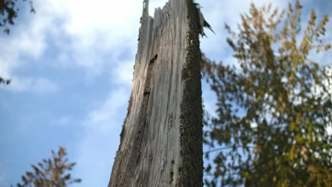Dead, burnt tree in forest 库存影片 221949404